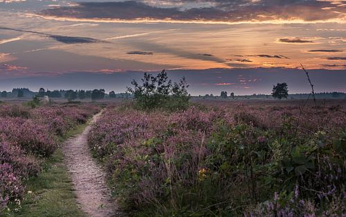 Sonnenuntergang in der Heide