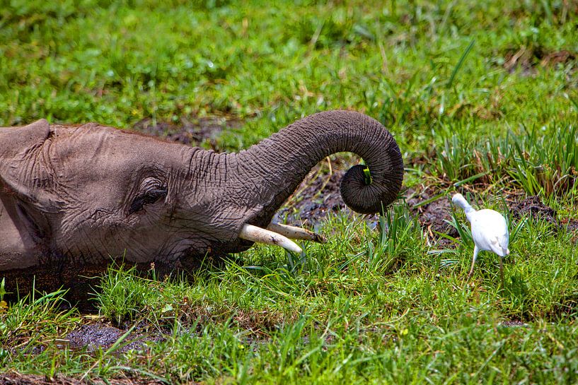 Elefant mit Reiher von Peter Michel