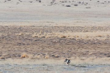 Wegrennende wolf in Mongolie