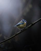 Blue tit looking for food