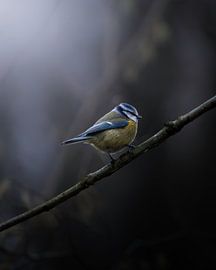Mésange bleue en quête de nourriture sur Nils Hornschuh