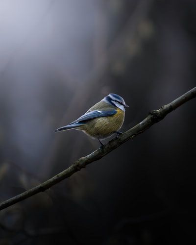 Blaumeise auf Futtersuche