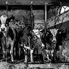 Vaches dans une vieille grange sur Inge Jansen