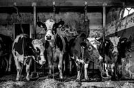 Koeien in oude stal van Inge Jansen thumbnail