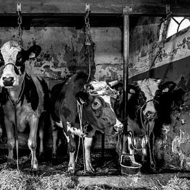 Vaches dans une vieille grange sur Inge Jansen