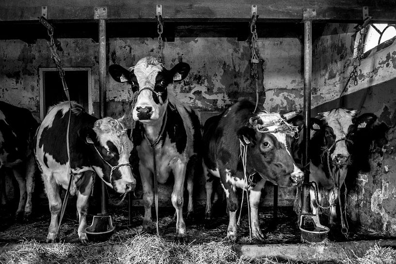 Vaches dans une vieille grange par Inge Jansen