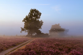Sunrise over a heather landscape by Sjoerd van der Wal Photography