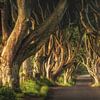 Dark Hedges en Irlande le matin sur Jean Claude Castor