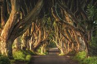 Dark Hedges in Ireland in the morning