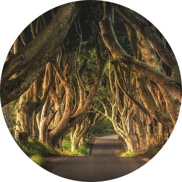 Donkere Hedges in Ierland in de ochtend