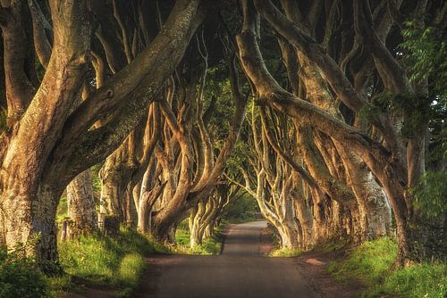 Donkere Hedges in Ierland in de ochtend van Jean Claude Castor