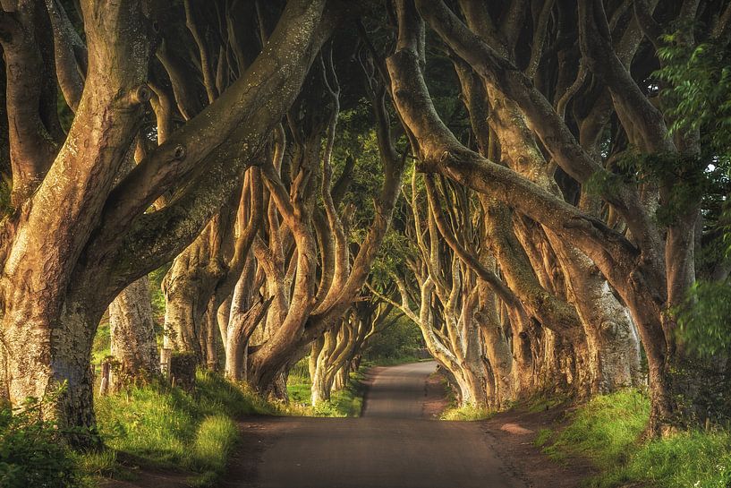 Dark Hedges in Ireland in the morning by Jean Claude Castor