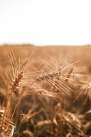 Grain