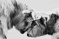 twee schotse hooglanders zwart wit, rund, grazer, stoer, black
