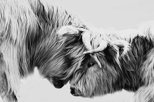 two Scottish highlanders black and white, bovine, grazer, tough, black