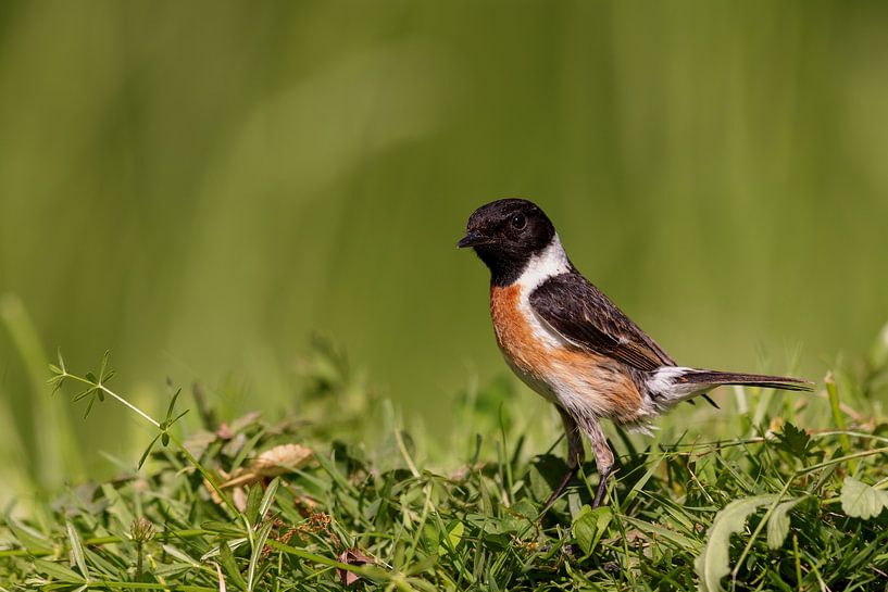 Schwarzkehlchen (Saxicola rubicola) von Dirk Rüter