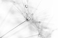 Minimalism: a fluff with droplets by Marjolijn van den Berg thumbnail