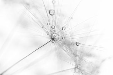 Minimalism: a fluff with droplets by Marjolijn van den Berg
