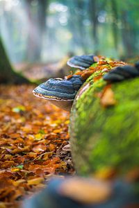 Echter Zunderpilz zwischen grünem Moos und Herbstlaub
