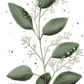 Eucalyptus large with coarse leaves by Anke la Faille