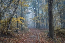 Auf Entdeckungsreise auf den beschaulichen Wegen des Naturparks Montseny im Herbst von PhotoCluster