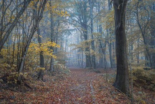 Op ontdekkingstocht langs de rustige paden van het natuurpark Montseny in de herfst