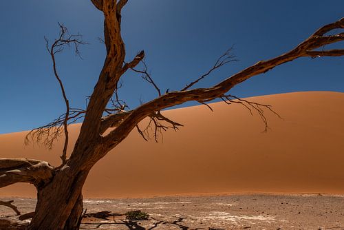 Sossusvlei