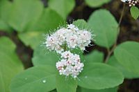 Wilde bloem