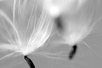 Floating seeds in black and white by Margot van den Berg