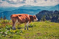 Cow off the Chiemgau Alps