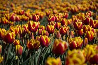 Tulipfield