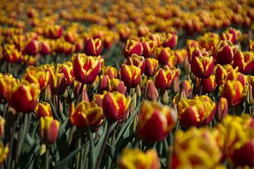 Tulpenveld van Ingrid Mooij