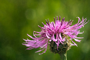 Malerische rosa Knopfblume im sommerlichen Gras