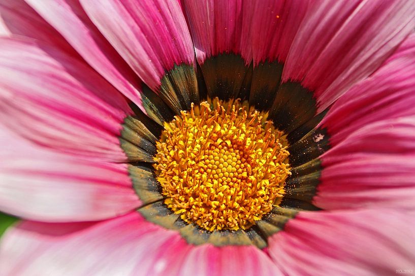 the inside by Meleah Fotografie