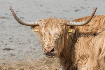 Highlander van Dick Carlier