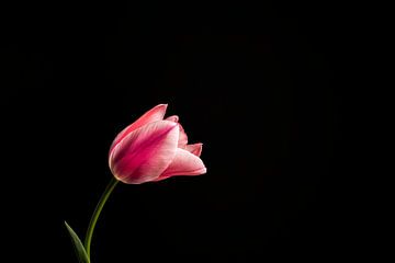 Minimalistisch stilleven met een roze tulp