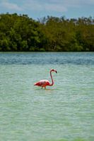 Flamingo