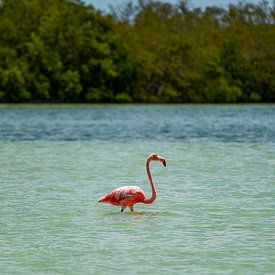 Flamingo van Fernando Salgado