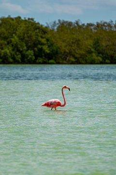 Flamingo von Fernando Salgado