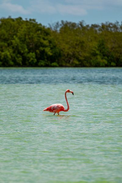 Flamingo by Fernando Salgado