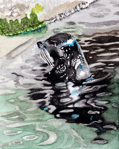Robbe aus dem Wasser aufgetaucht