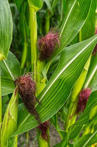 maisplant en kolf op akker van Hans Lok
