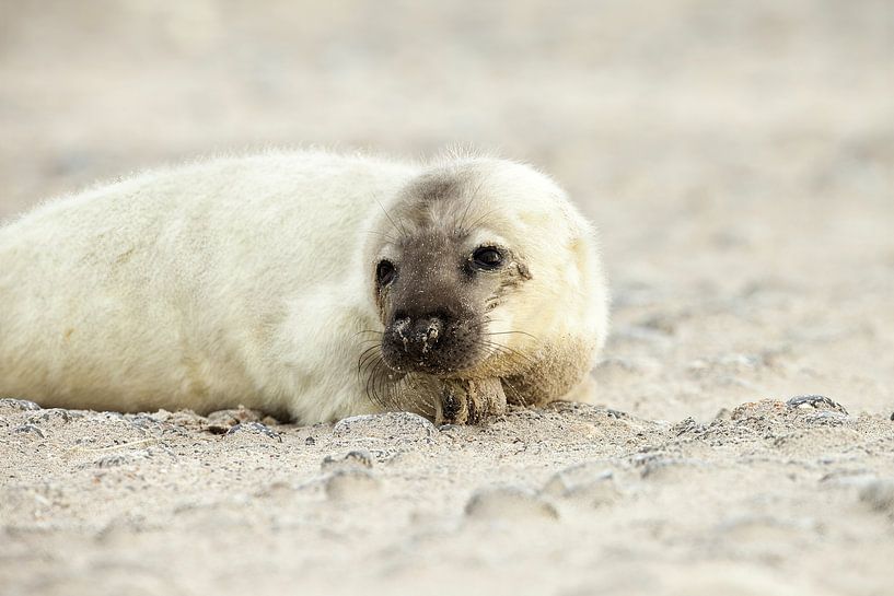 Seal by Ronald Kromkamp