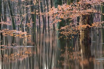 Überschwemmter Herbstwald auf der Veluwe! von Peter Haastrecht, van