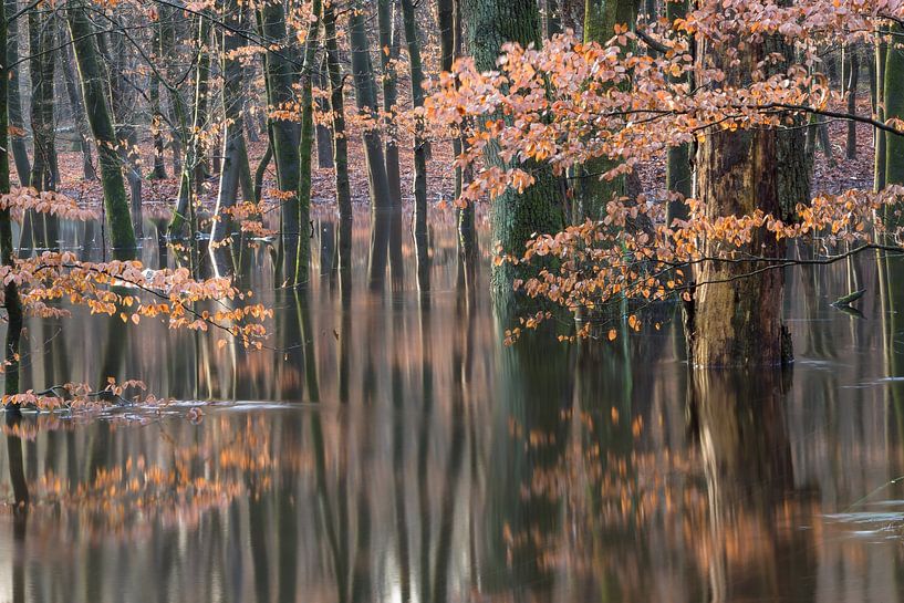 Flooded autumn forest on the Veluwe! by Peter Haastrecht, van
