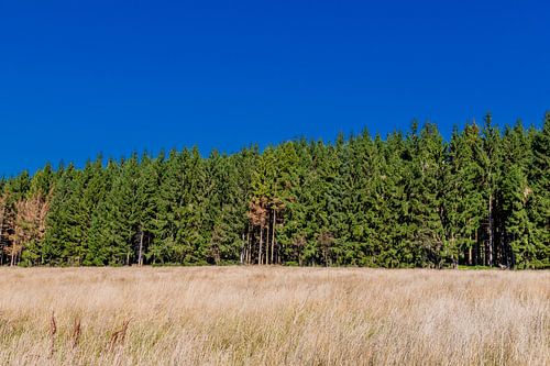 Prachtig landschap bij het Knüllfeld/Thüringer Woud
