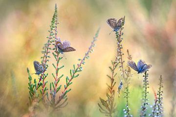 Schmetterlingsphantasie von Teuni's Dreams of Reality