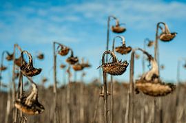 Dead sunflowers by Thijs van Laarhoven