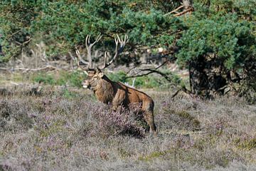 Red deer by Merijn Loch