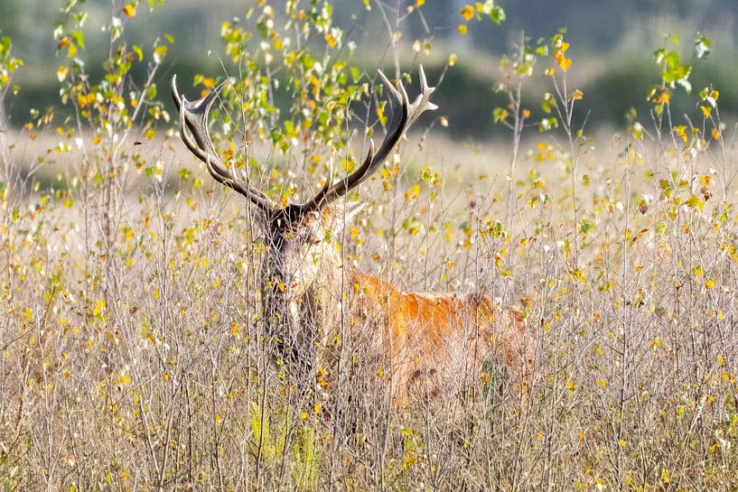 red deer by Gh Verver Photography